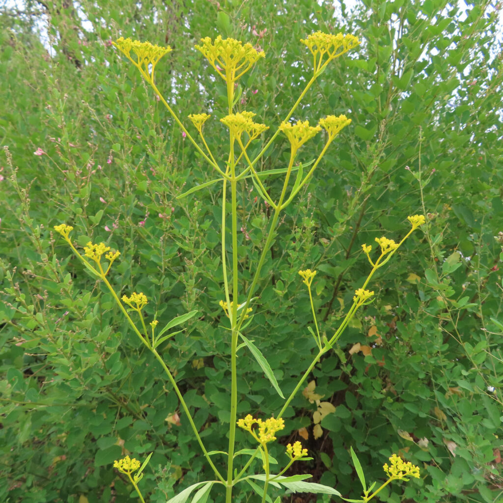 オミナエシの全体像を捉えた無料写真｜細い茎の先に黄色い花房を広げる夏の野草