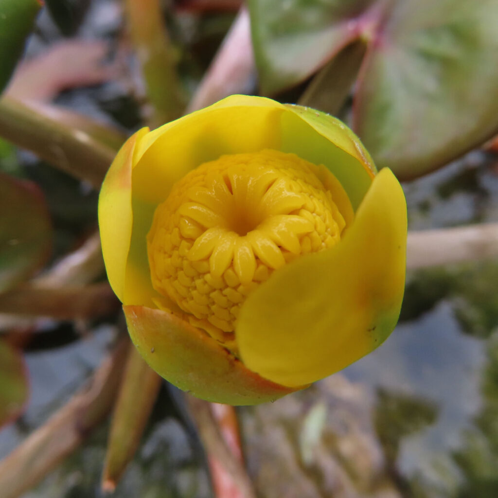 コウホネの鮮やかな黄色い花を接写した高画質無料写真｜水辺に咲く水生植物の花芯と花弁が美しく映える