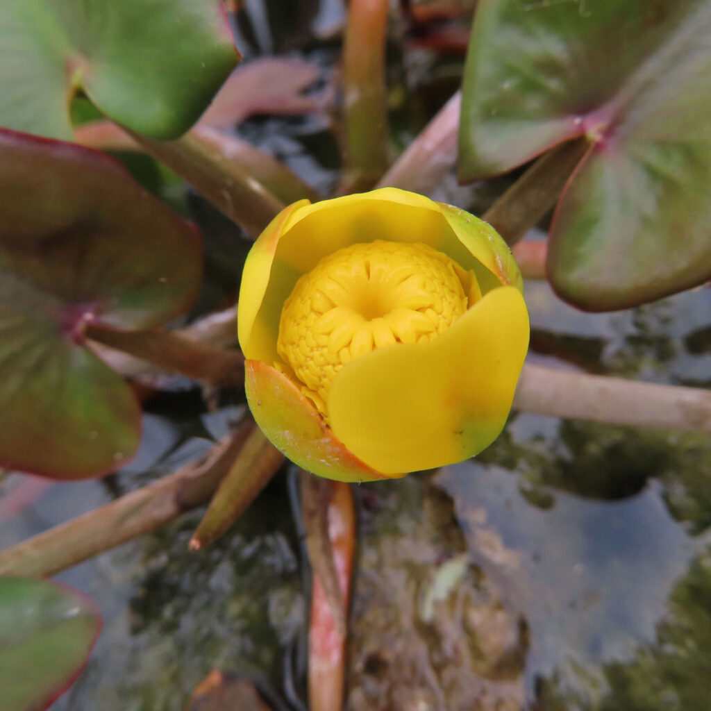水辺に咲くコウホネの黄色い花を接写した無料写真｜池に浮かぶ水生植物の美しい花芯と花弁