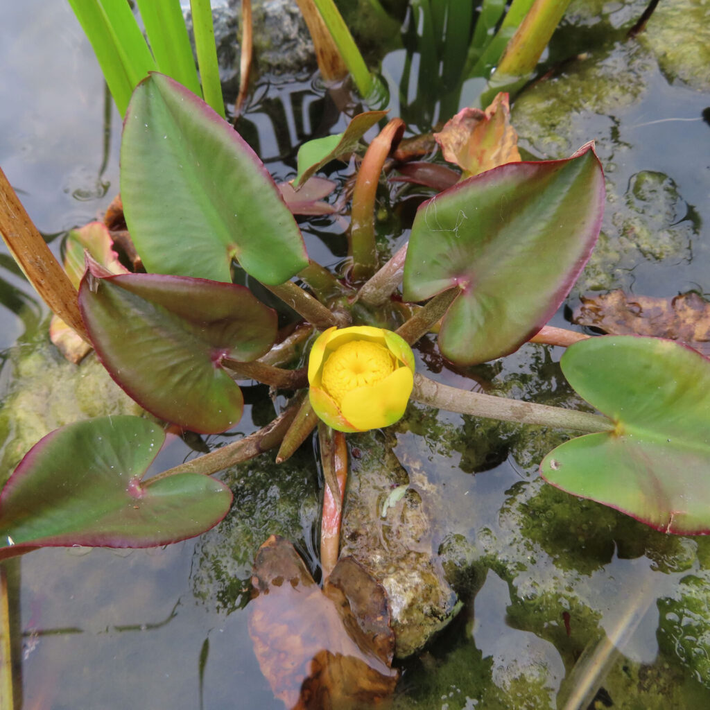 池の水面に咲くコウホネの黄色い花と浮葉を写した無料写真｜水生植物の自然な美しさを捉えた高画質画像