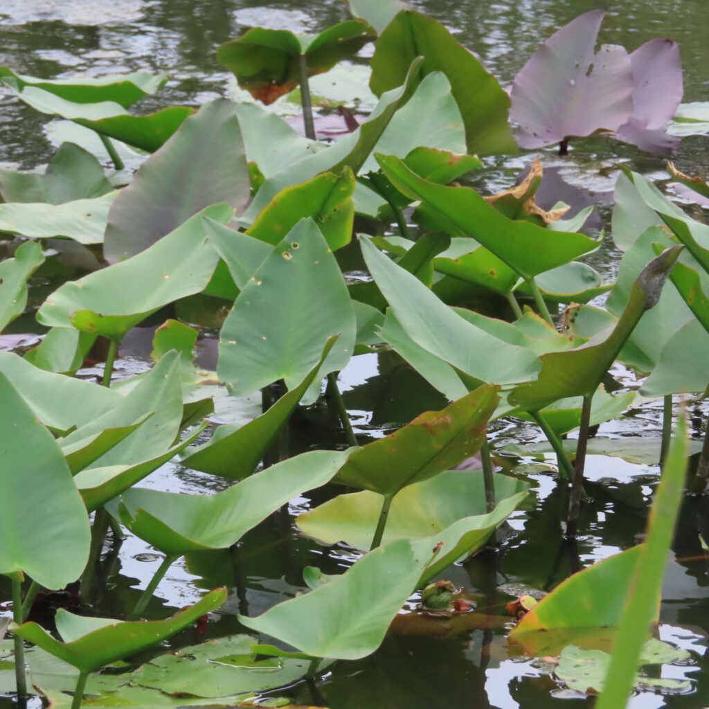 池に群生するコウホネの葉と水面に浮かぶ姿を撮影した無料写真｜水生植物の自然な群落風景