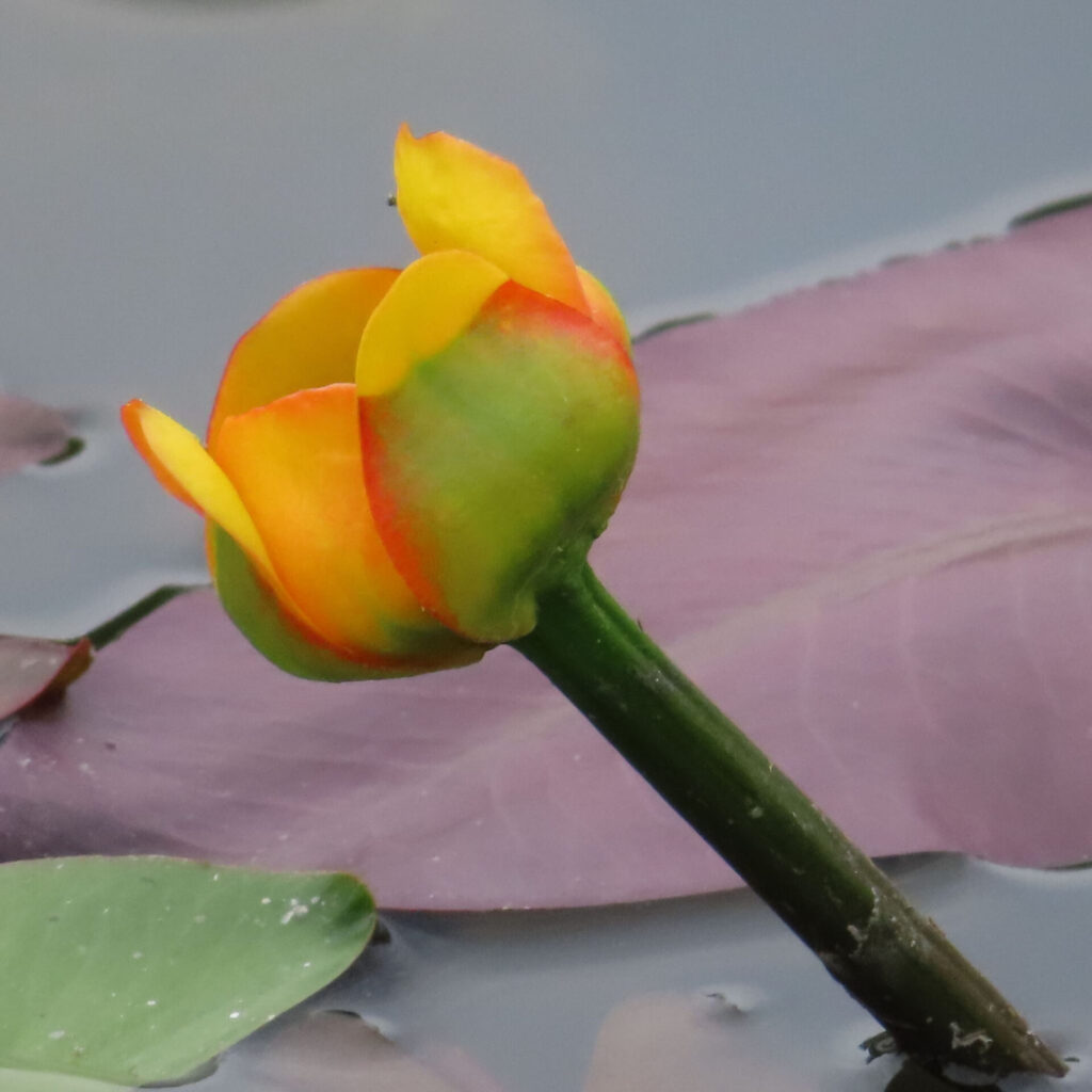 紫の葉を背景に咲くコウホネの黄色い花を接写した無料写真｜水辺に映える水生植物の鮮やかな花