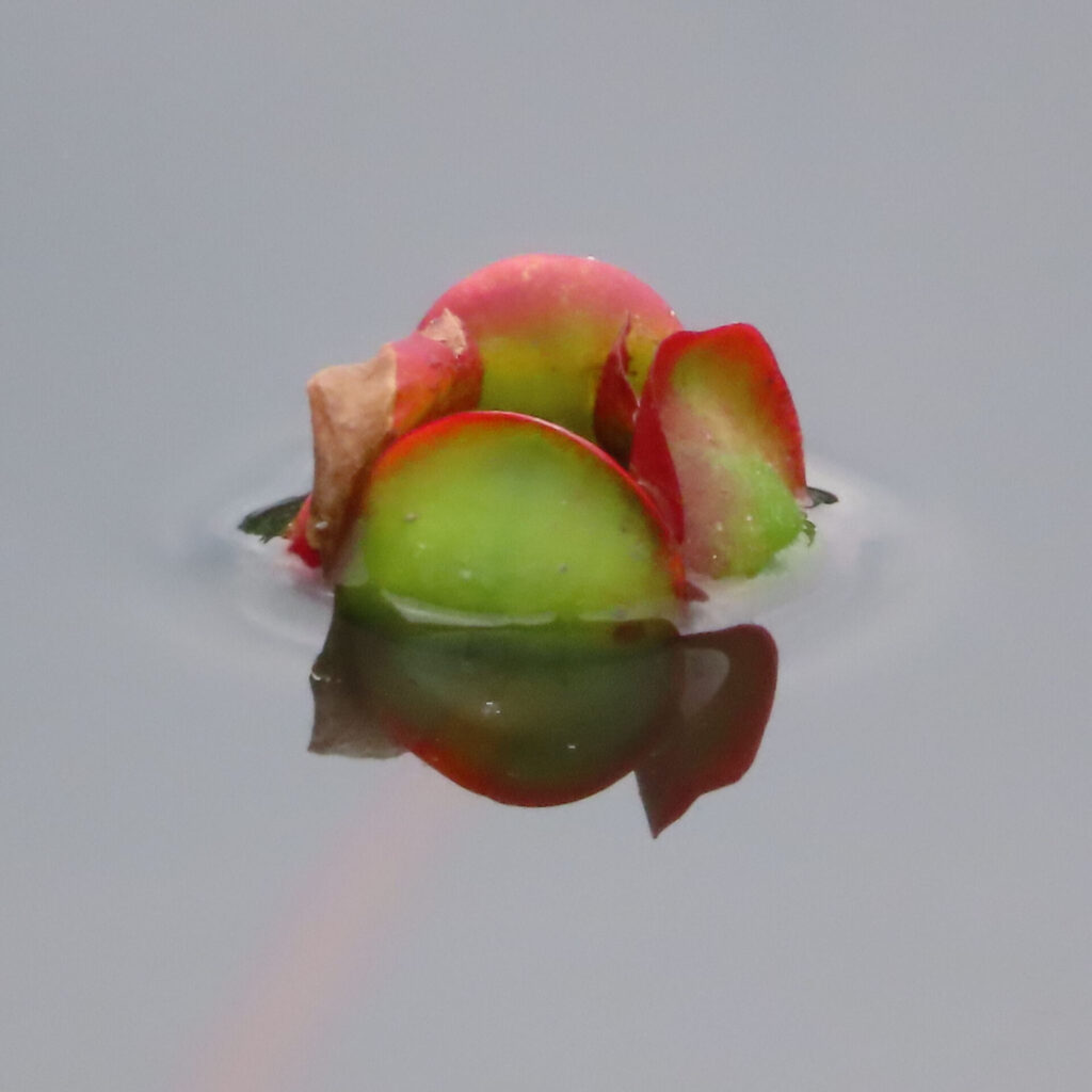 水面に浮かぶコウホネの蕾を接写した無料写真｜緑と赤の萼が美しい水生植物の姿