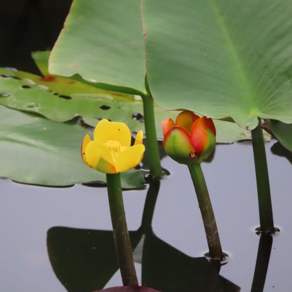 開花したコウホネの黄色い花と隣に並ぶ蕾を撮影した無料写真｜水面に浮かぶ水生植物の美しい対比