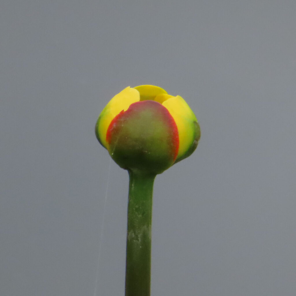 水面から立ち上がるコウホネの蕾を接写した無料写真｜赤と緑の萼から黄色い花弁が覗く水生植物