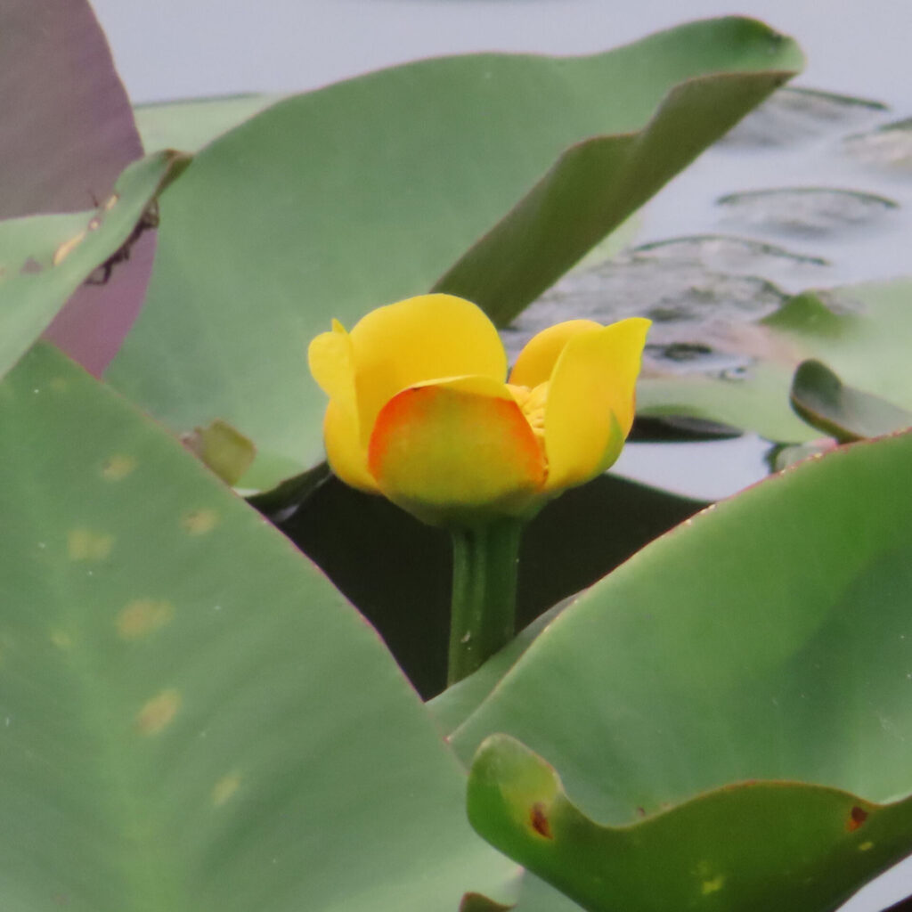 水面に浮かぶ大きな緑の葉とともに咲く黄色いコウホネの花の高画質無料写真