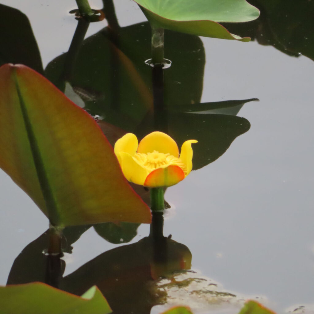 水面に浮かぶ緑の葉の間から咲く黄色いコウホネの花の無料写真
