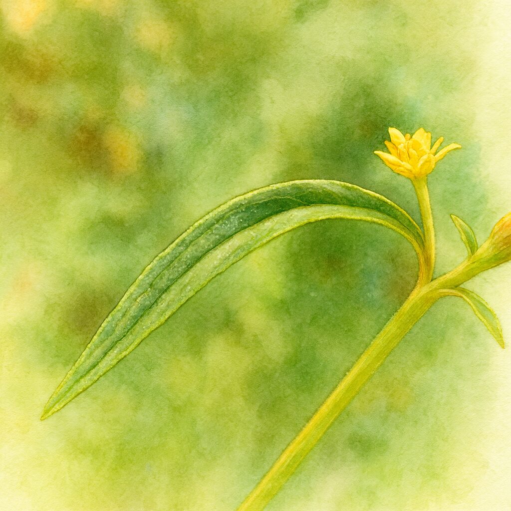 オミナエシの細長い葉と黄色い花を精緻に描いたボタニカルイラスト｜夏の野草