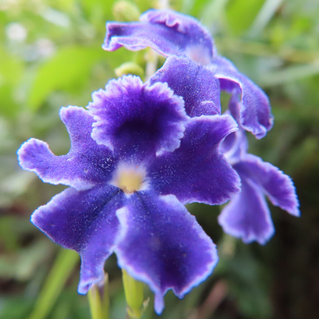 デュランタの紫色の花が咲く様子を接写で撮影した写真｜夏に見られる鮮やかな花のクローズアップ
