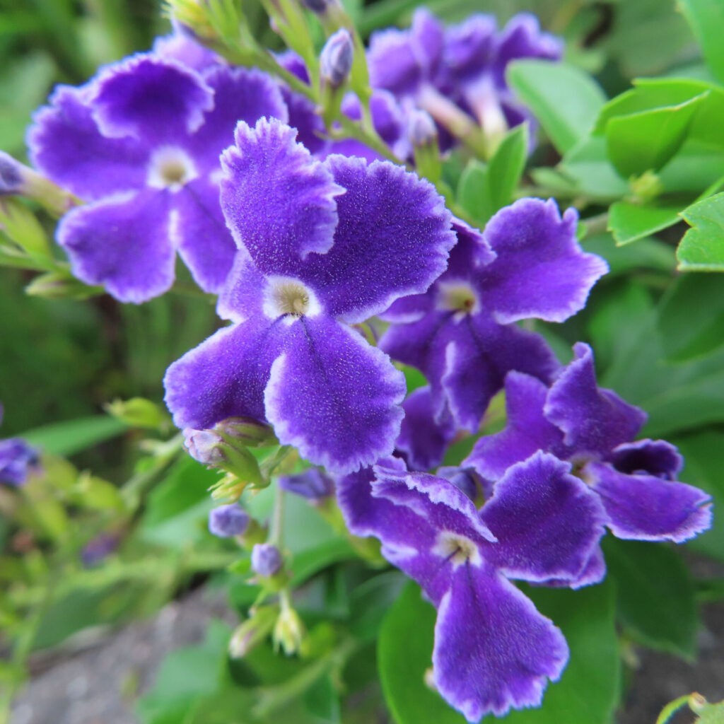 デュランタの鮮やかな紫色の花をクローズアップで撮影した写真｜白い縁取りと緑の葉が映える夏の花