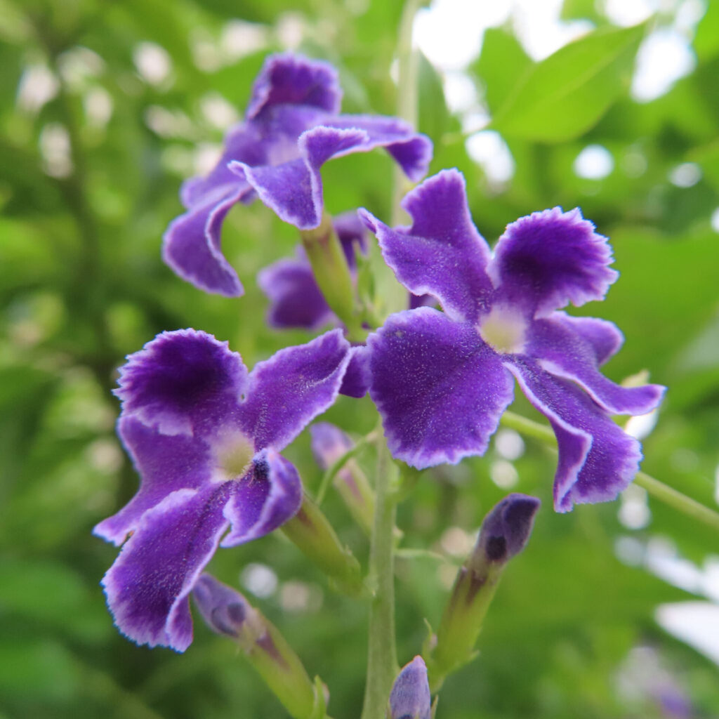 デュランタの紫色の花が咲く様子を接写で撮影した写真｜緑の葉を背景にした夏の花のクローズアップ