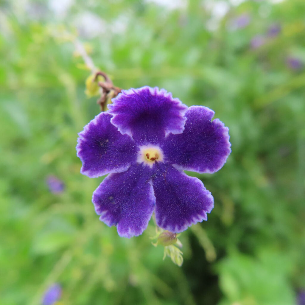 デュランタの紫色の花のクローズアップ写真｜白い縁取りと黄色の中心が特徴的な美しい熱帯植物
