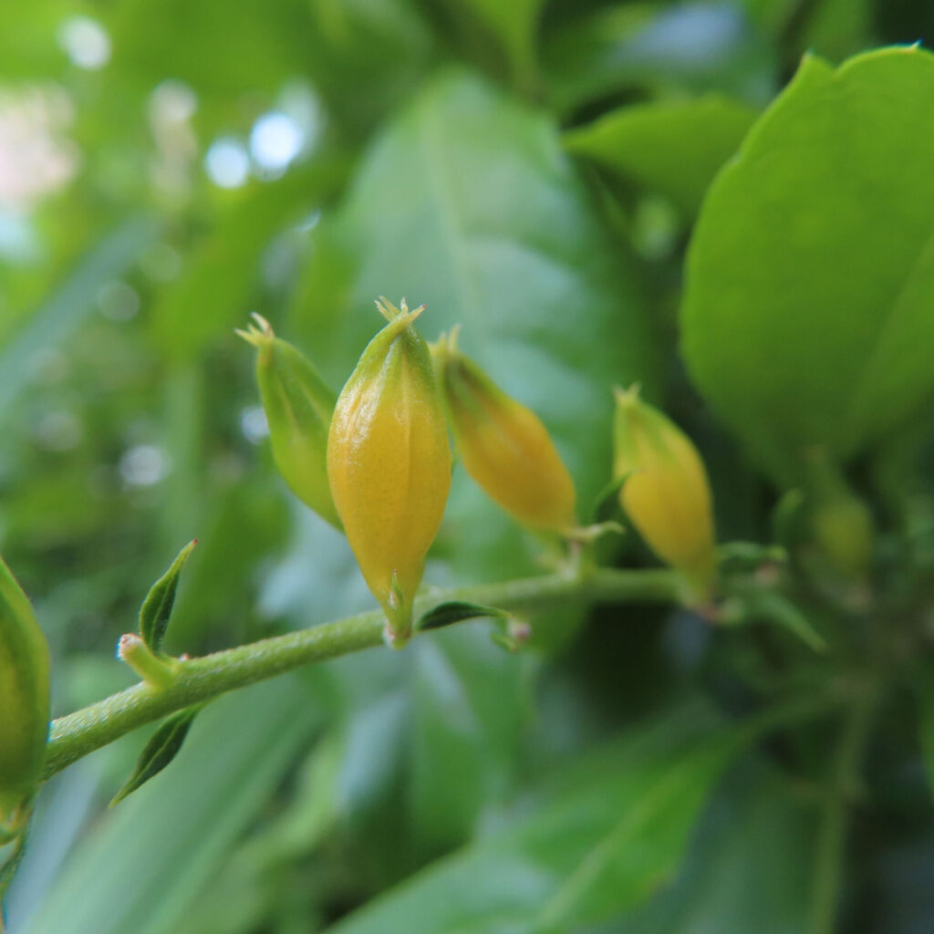 デュランタの黄色い実のクローズアップ写真｜鮮やかな緑の葉に映える未熟な果実
