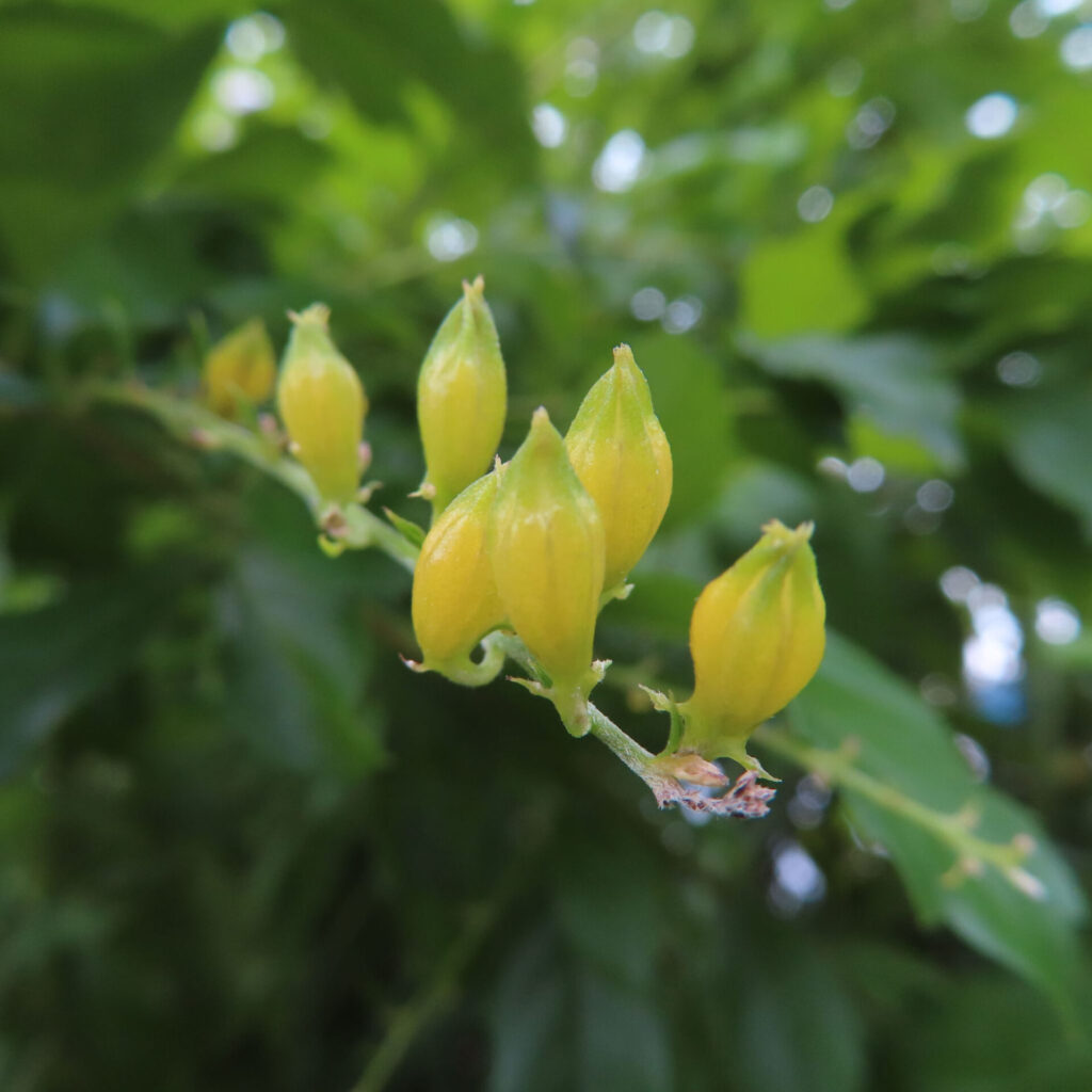 デュランタの黄色い実の房をクローズアップ撮影した写真｜緑の背景に映える未熟な果実