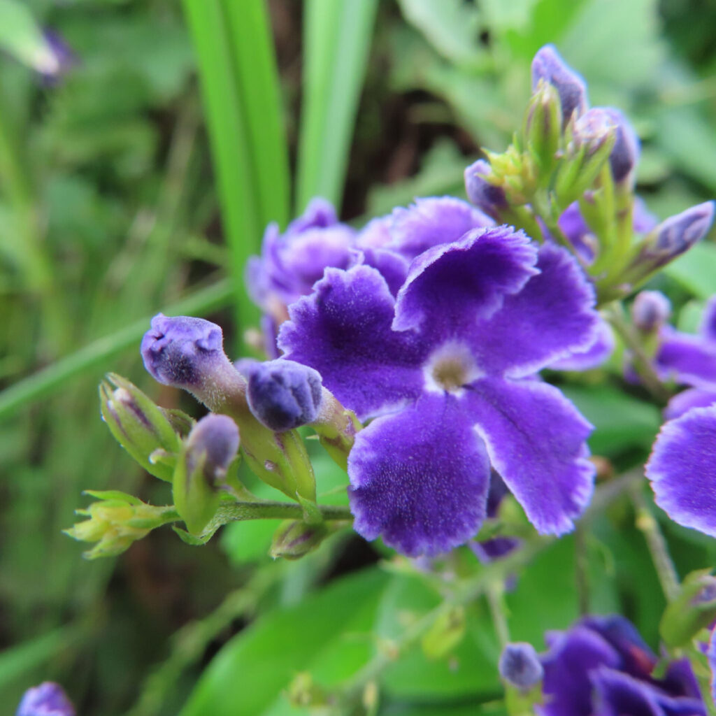 デュランタの紫色の花とつぼみをクローズアップ撮影した写真｜鮮やかな花弁と緑の背景