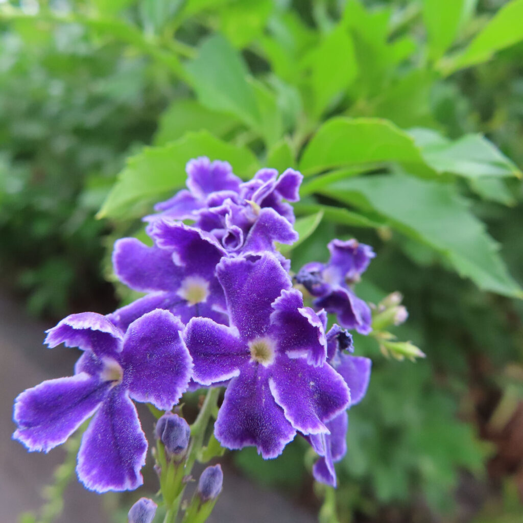 デュランタの紫色の花房をクローズアップ撮影した写真｜白い縁取りと黄色の中心が映える美しい花