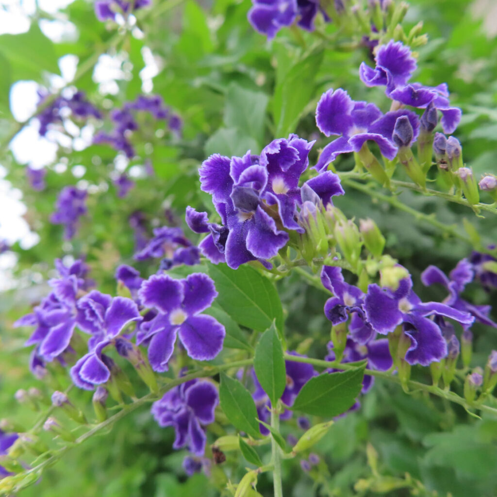 デュランタの群生する紫色の花をクローズアップ撮影した写真｜白い縁取りと黄色の中心が特徴的な花房