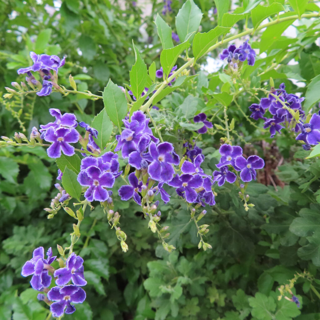 デュランタの紫色の花が枝垂れるように咲く姿を撮影した写真｜白い縁取りと黄色の中心が映える花房
