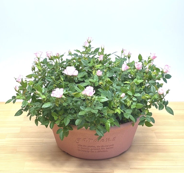 HitoHanaから届いたミニバラ鉢植え。淡いピンクの花と蕾がたくさん付いたボリューム感のある株で、落ち着いた印象のガーデン調プランターに植えられている実物写真。