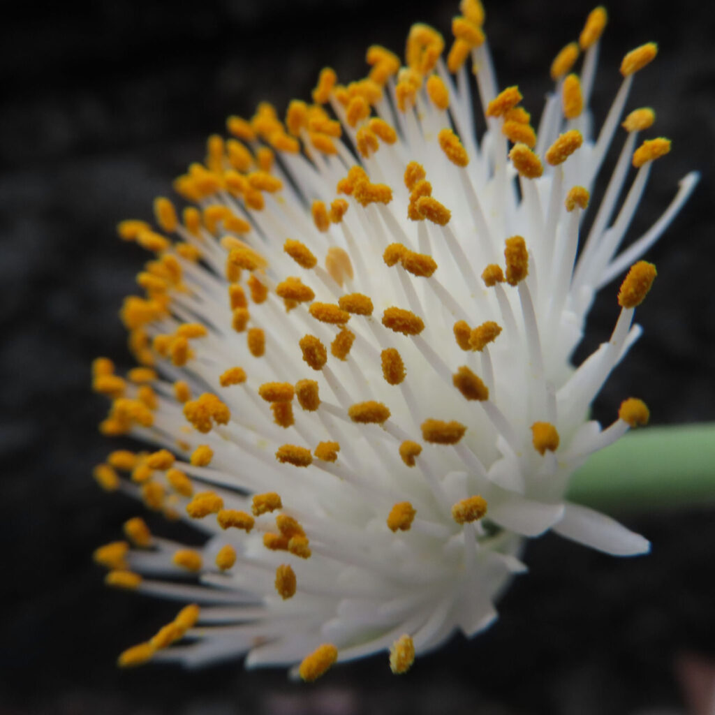 日本で秋にマユハケオモトが白い花に黄色い花粉をつけています