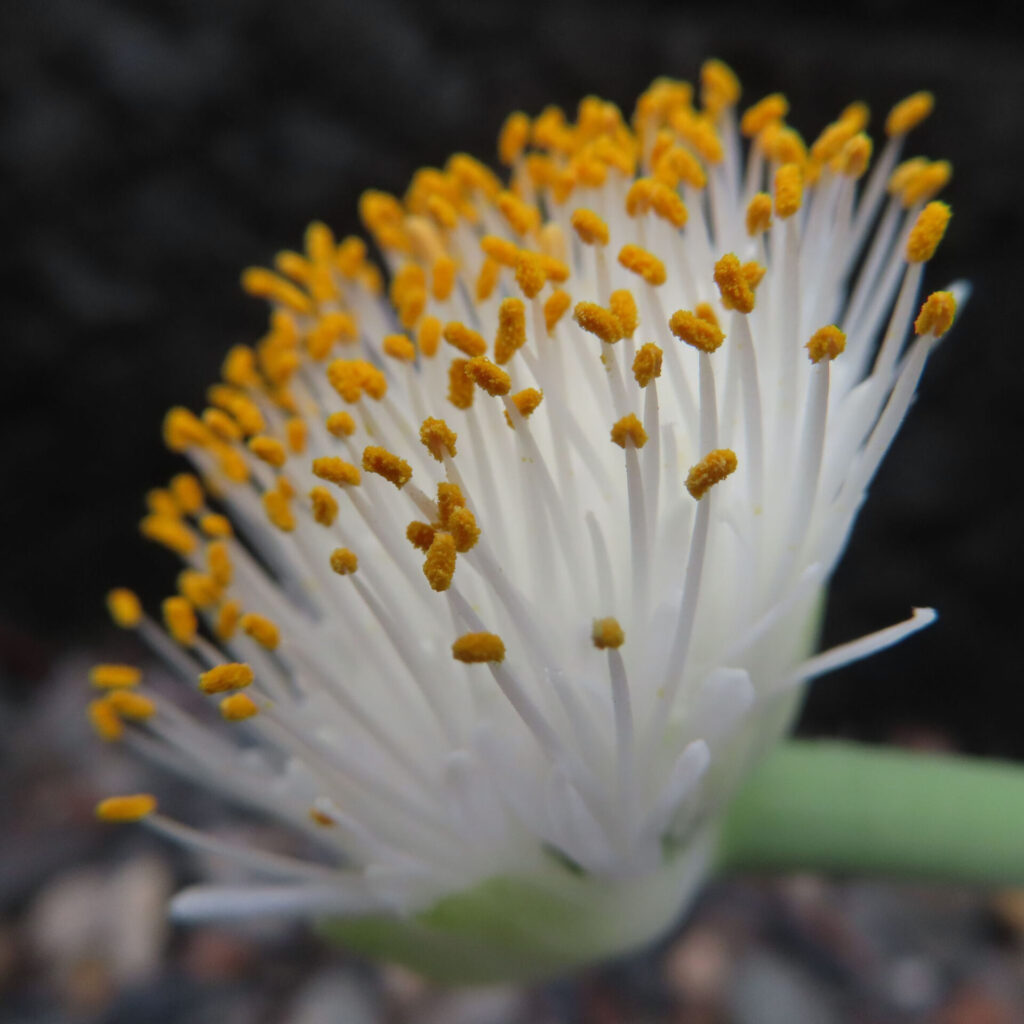 日本で秋にマユハケオモトが白い花に黄色い花粉を密につけた姿を接写で写しています