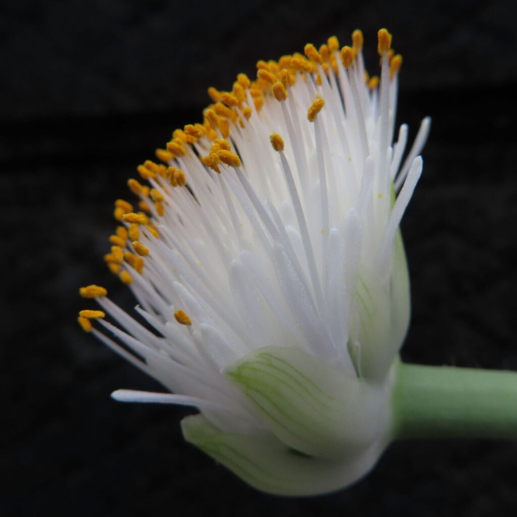 日本で秋にマユハケオモトが白い花と黄色い花粉をつけ、萼片がくっきり写った接写写真