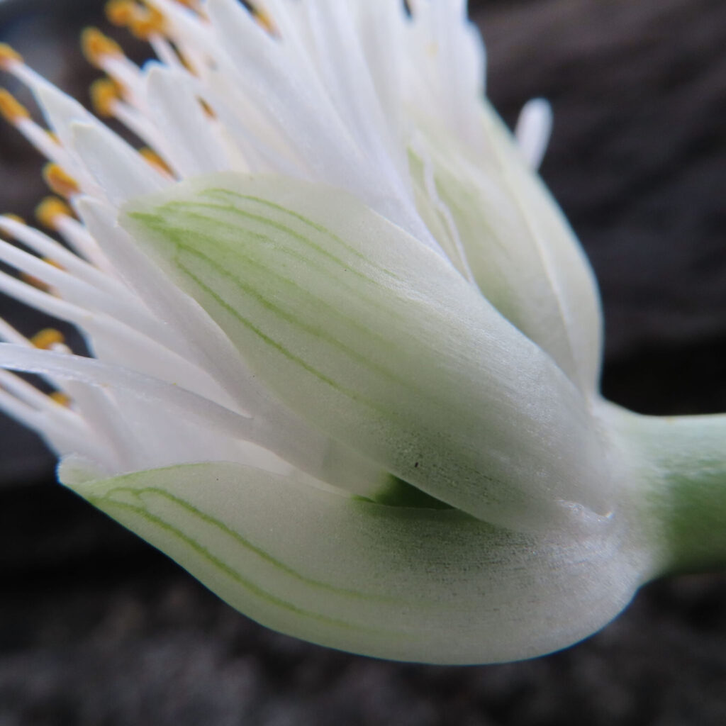 日本で秋にマユハケオモトの萼片を大きく写した接写写真