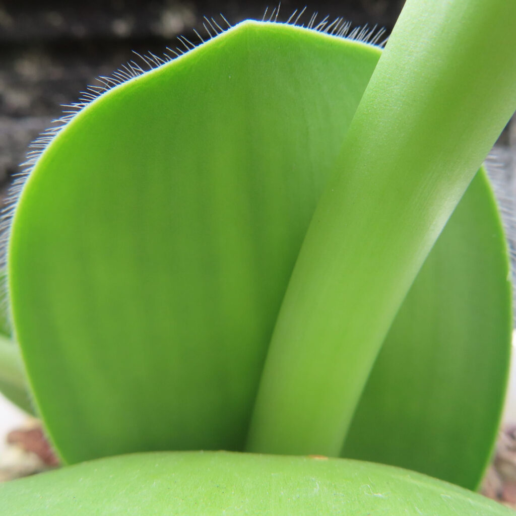 日本で秋にマユハケオモトの葉と茎の縁の毛を接写で写した写真