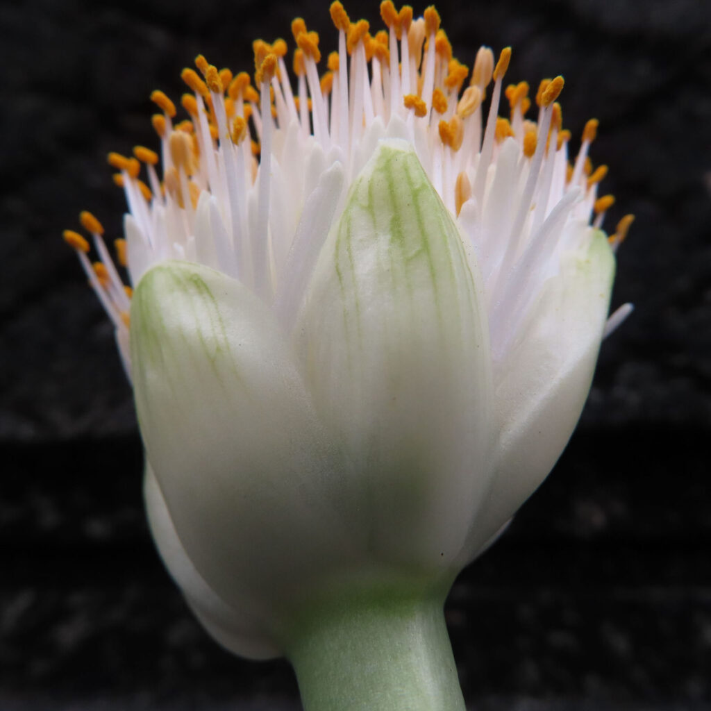 日本で秋にマユハケオモトの白い花を下から見上げる角度で接写した写真