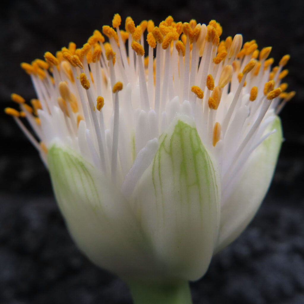 日本で秋にマユハケオモトの花粉が最も多く盛り上がった状態を接写で写した写真