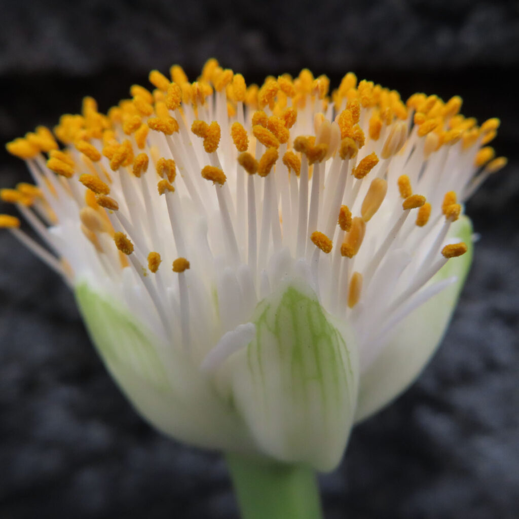 日本で秋にマユハケオモトの花粉が横方向に大きく広がった様子を接写した写真