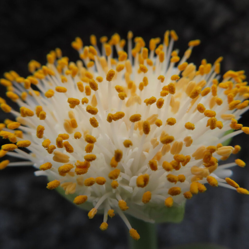 日本で秋にマユハケオモトの花粉が球状に密集した様子を接写した写真