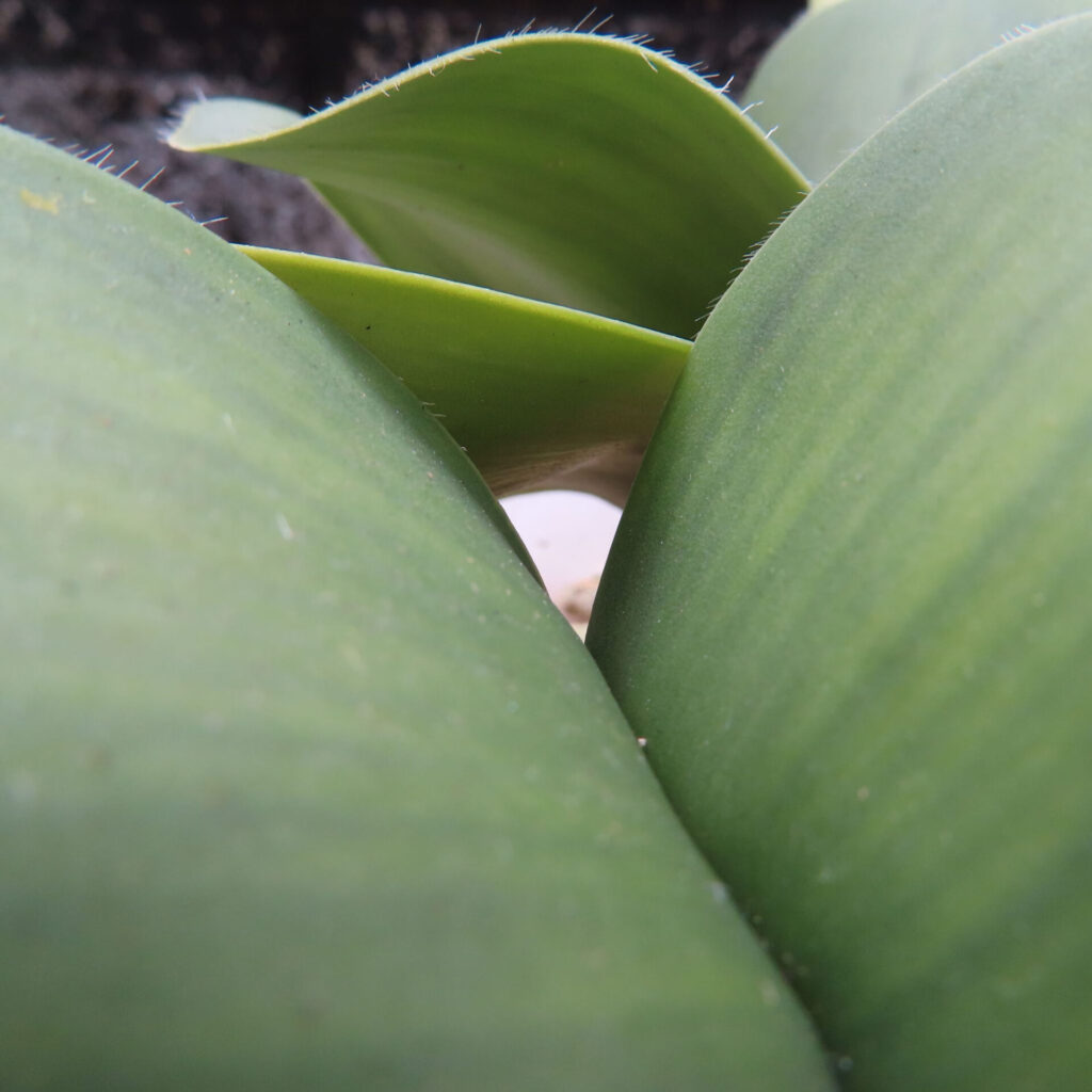 日本で秋にマユハケオモトの葉と葉の谷間の奥行きを接写で写した写真