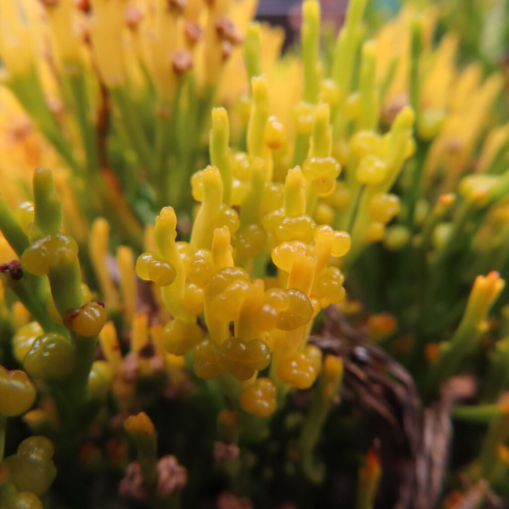 マツバランの黄色い胞子嚢を超接写で撮影した写真｜Psilotum nudum｜日本の秋のフィールド植物観察