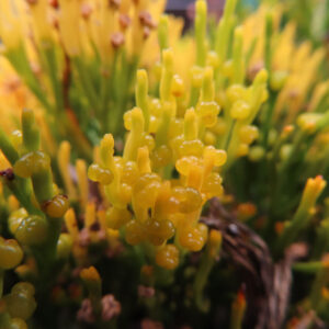 マツバランの黄色い胞子嚢を超接写で撮影した写真|Psilotum nudum|日本の秋のフィールド植物観察