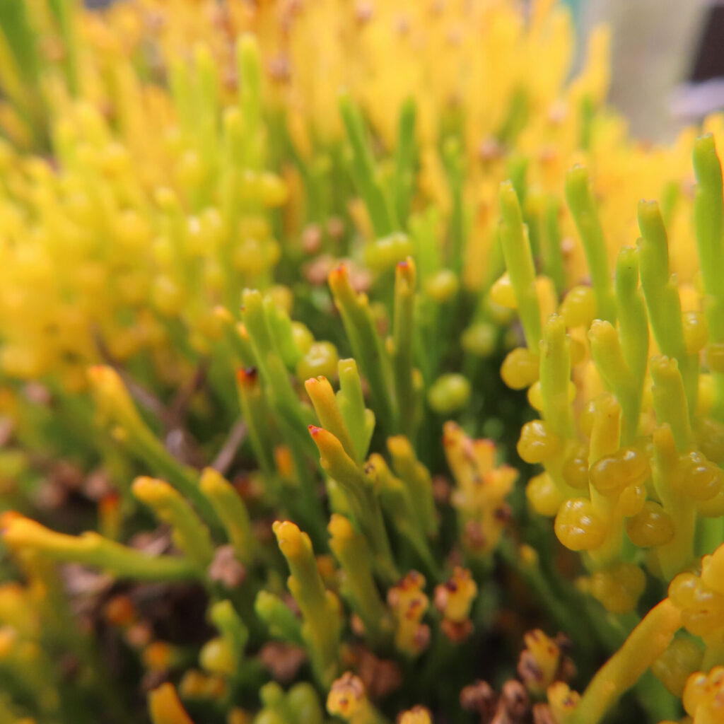 マツバランの黄色い胞子嚢を広角寄りで撮影した接写写真｜Psilotum nudum｜黄緑色の茎と黄色の胞子嚢群