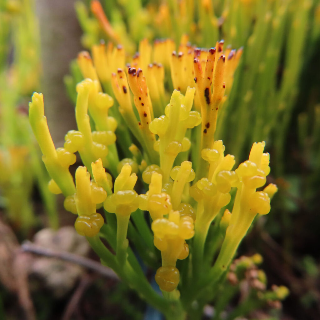 マツバランの黄色い胞子嚢と先端部が黒褐色に変色した茎を接写で撮影した写真｜Psilotum nudum｜秋の成熟した胞子嚢