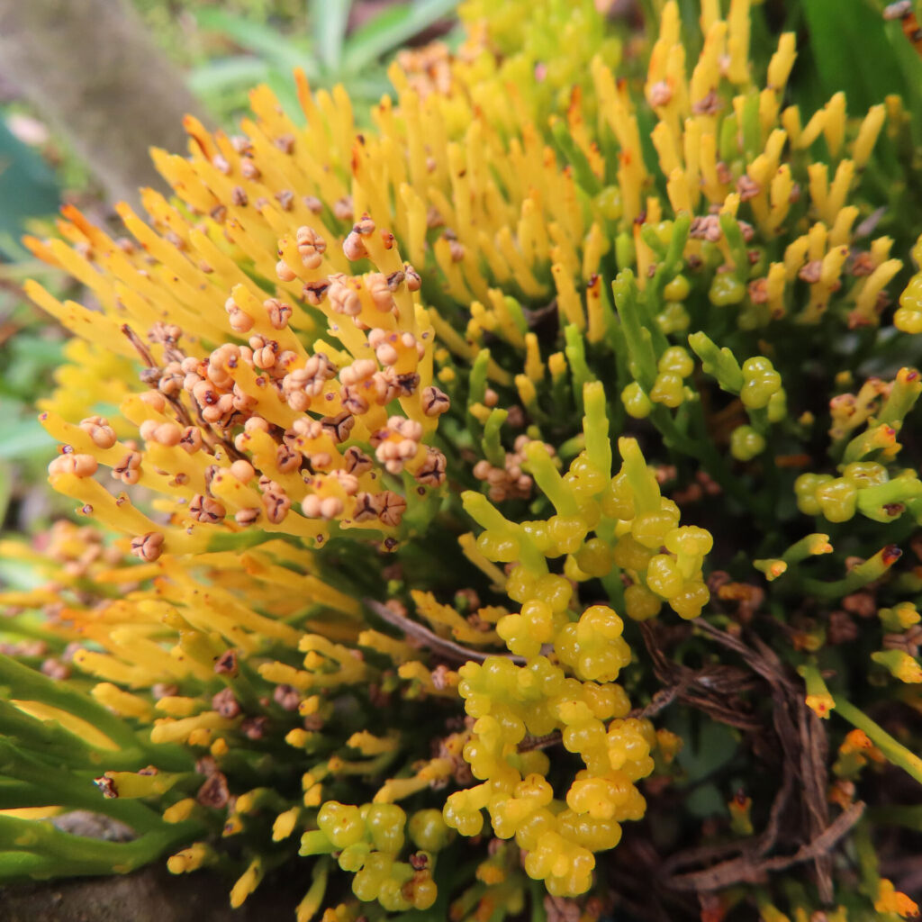 マツバランの黄色い胞子嚢と褐色に乾いた成熟胞子嚢が同時に写る接写写真｜Psilotum nudum｜胞子嚢の成熟ステージ