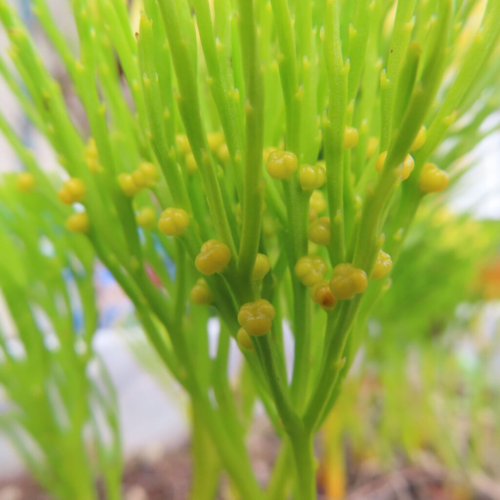マツバランの若い黄色い胞子嚢が小さく膨らんだ初期ステージを捉えた接写写真｜Psilotum nudum｜未成熟シナンギア