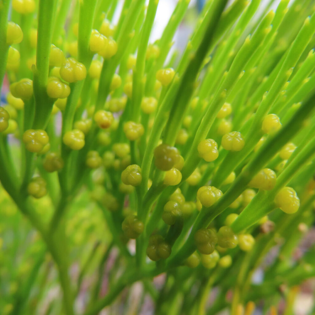 マツバランの若い黄色い胞子嚢が密に並んで形成され始めた群生を接写で撮影した写真｜Psilotum nudum｜未成熟シナンギアの密集