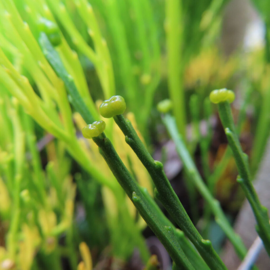 マツバランの胞子嚢がごく初期段階で茎先に出始めた様子を接写で撮影した写真｜Psilotum nudum｜胞子嚢形成の出現