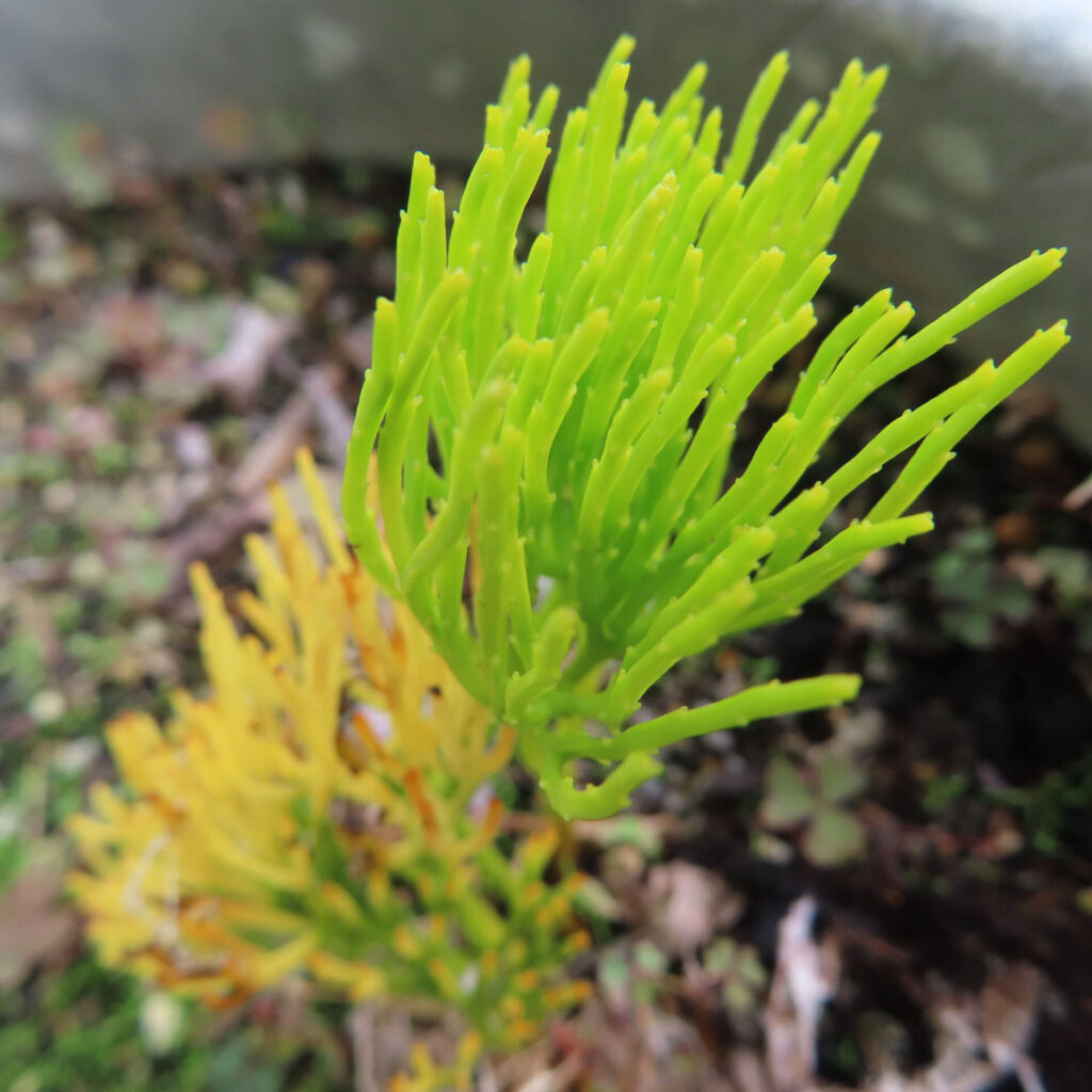 マツバランの胞子嚢がまだ形成される前の若い緑色の茎先を接写で撮影した写真｜Psilotum nudum｜胞子嚢形成前ステージ