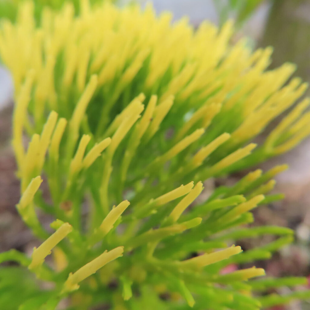 マツバランの胞子嚢が未形成で茎先のみ黄色化が進んだ形成直前ステージの接写写真｜Psilotum nudum｜色変化先行の前段階