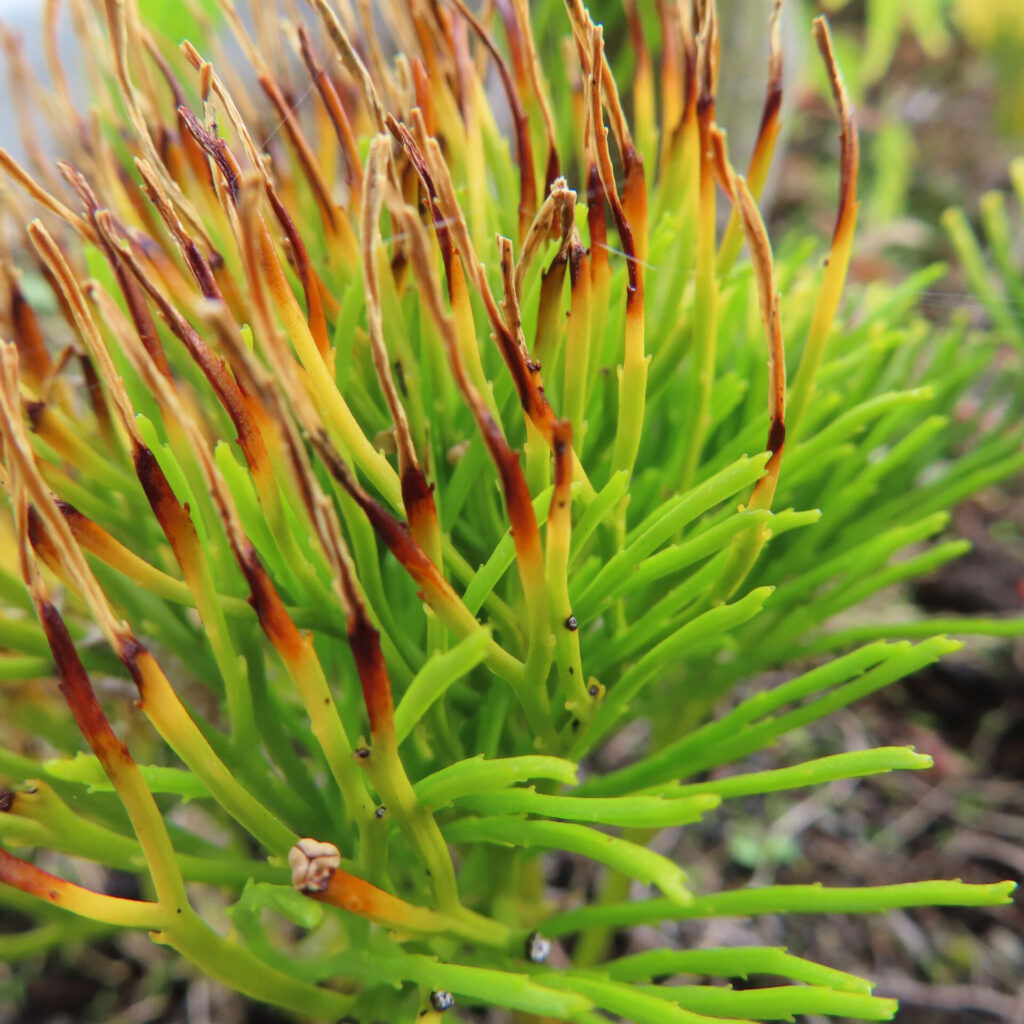 マツバランの茎先が褐変し乾燥状態に近づいた後期ステージを接写で撮影した写真｜Psilotum nudum｜胞子嚢消失後の最終段階側