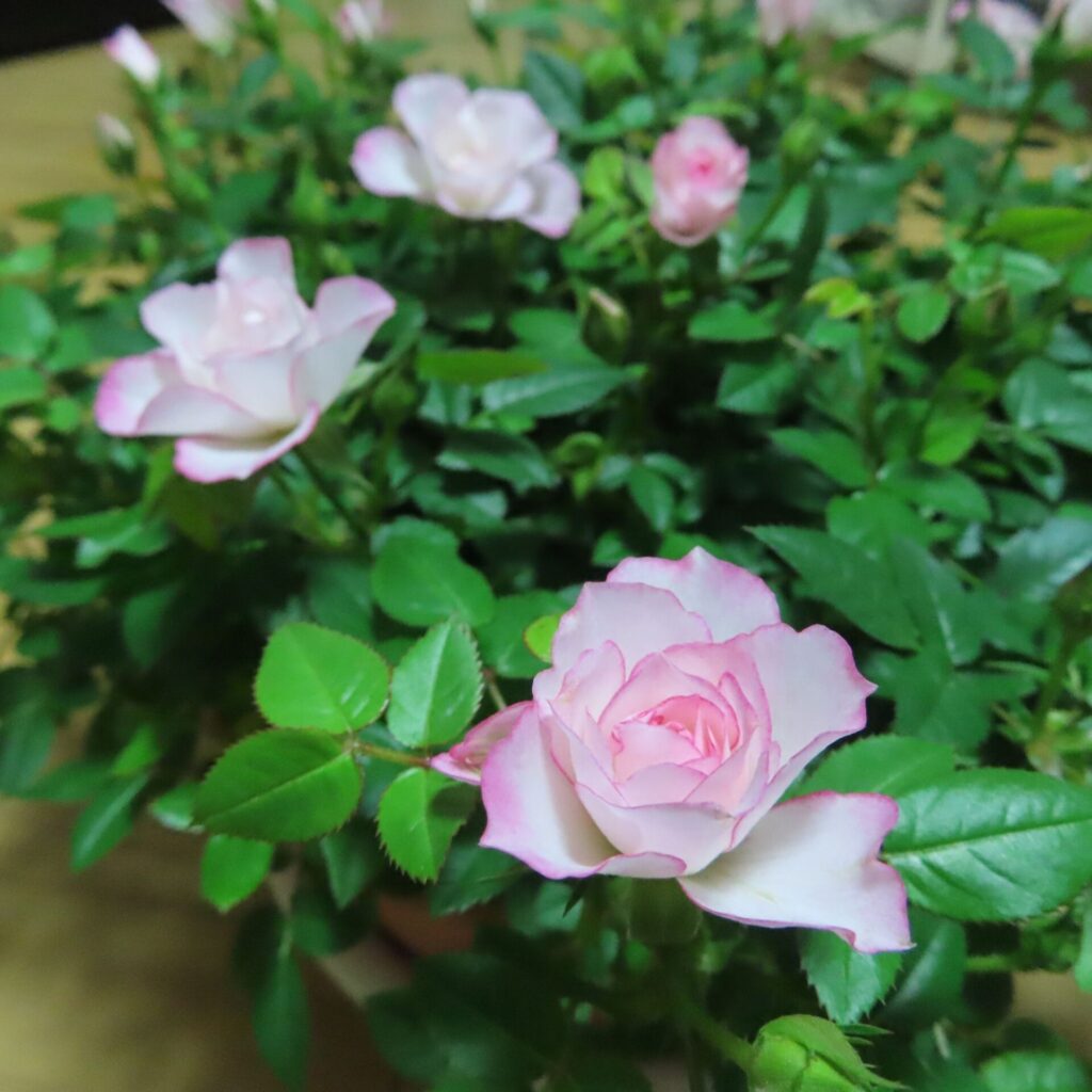 ミニバラ鉢植えピンクの花がアップで写った実物写真。花弁の縁が淡くピンクに色づき、新鮮な花姿が綺麗に分かる。