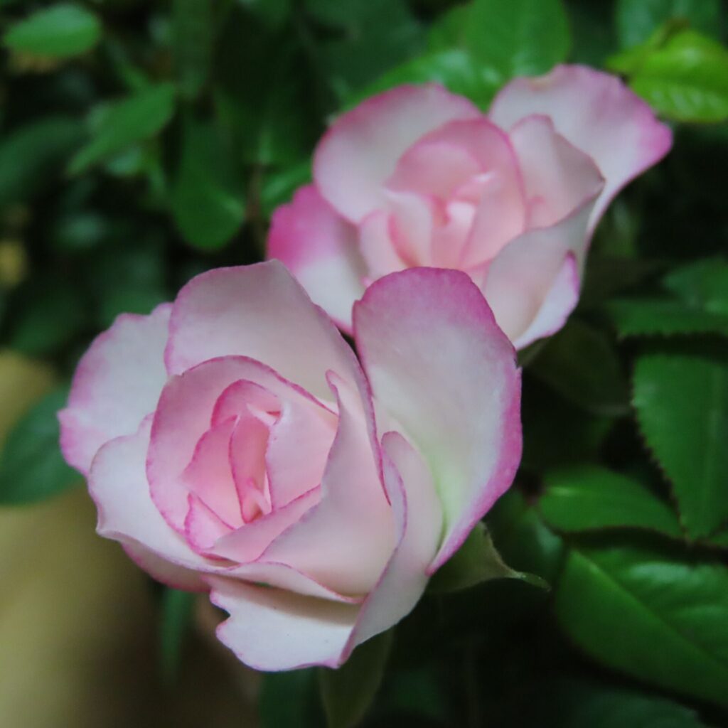 実際に届いたミニバラ鉢植えのピンク色の花が２輪アップで写っている実物写真。花弁の縁が淡いピンクで、美しい色のグラデーションが分かる。