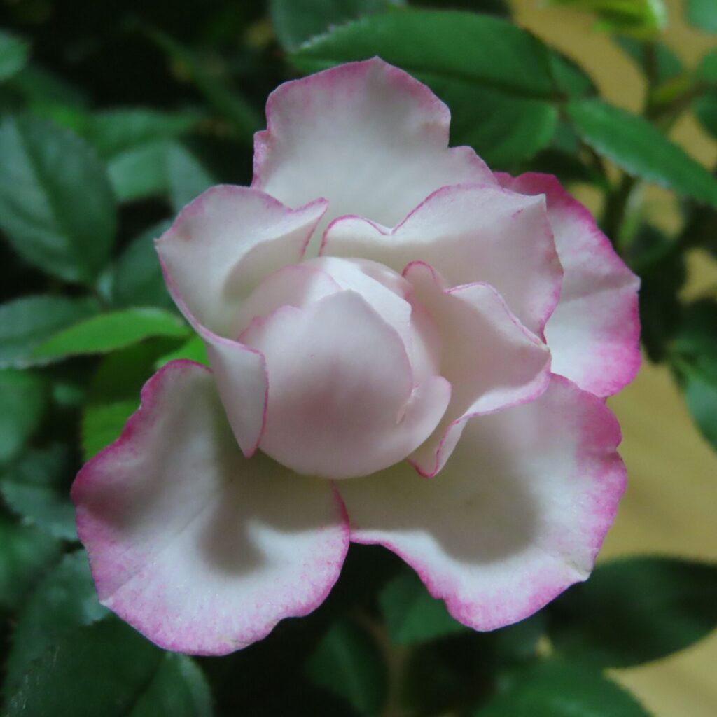 実際に届いたミニバラ鉢植えのピンクの開きかけの花のアップ。花弁の縁が淡いピンクで、柔らかい色合いと質感が分かる実物写真。