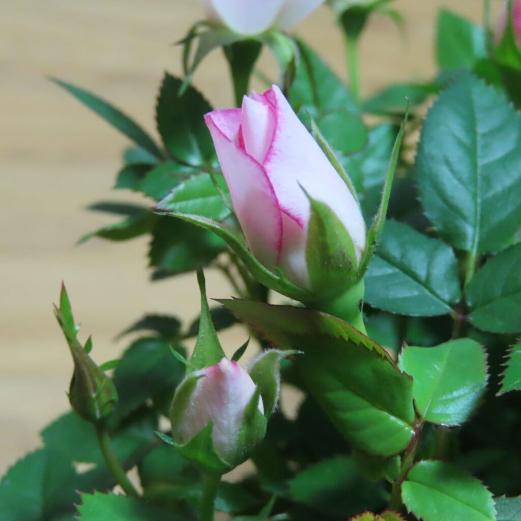 実際に届いたミニバラ鉢植えの蕾のアップ写真。淡いピンク色の蕾がしっかり硬く、これから開く状態なのが分かる実物の状態。