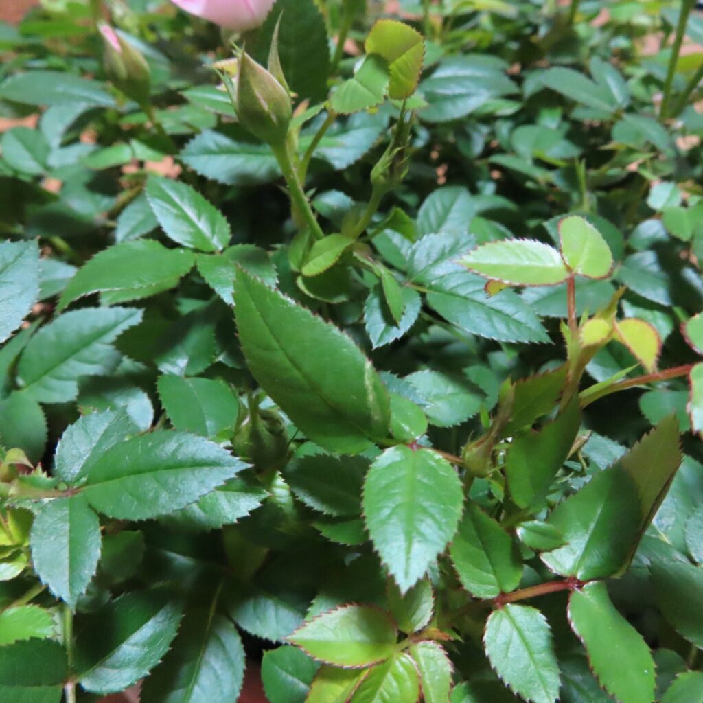 実際に届いたミニバラ鉢植えの葉の接写。葉の表面にツヤがあり新鮮さが伝わる状態。蕾も複数見えており元気な株であることが分かる。