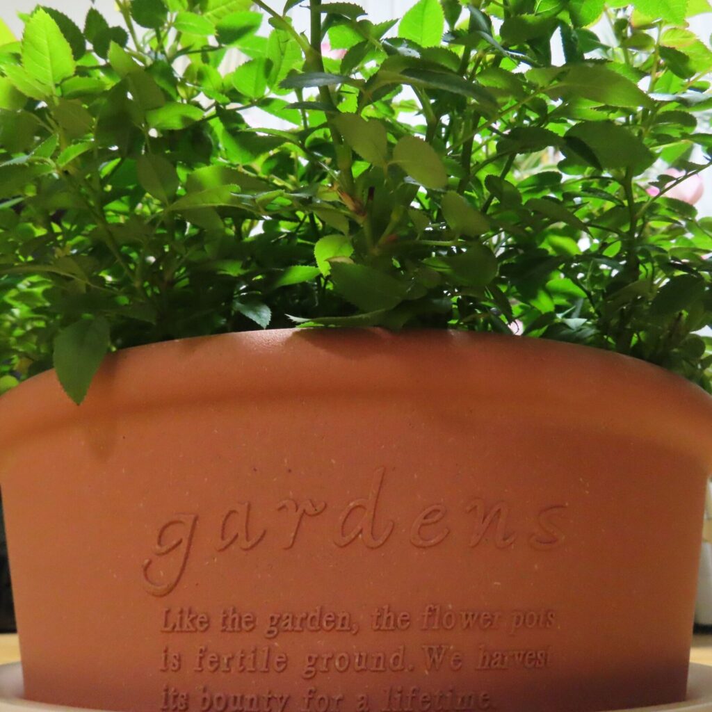 ミニバラ鉢植えの鉢側面アップ。赤茶色の鉢に “gardens” のエンボス英字と緑の葉の密度が強く見える角度。